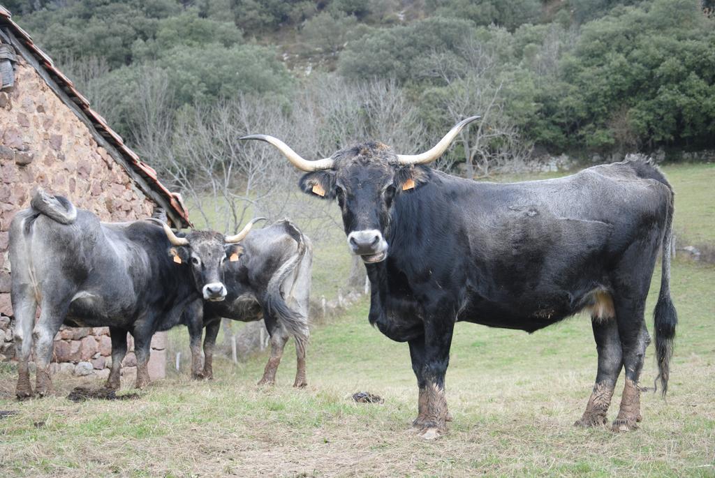 El Molino De Cicera Quarto foto